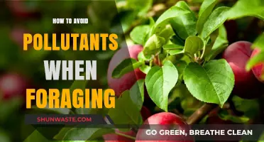 Foraging Safely: Avoid Pollutants, Stay Healthy
