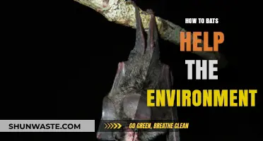 Bats: Unsung Heroes Saving Ecosystems and Boosting Biodiversity