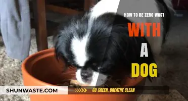 Eco-Friendly Pet Parenting: Zero Waste Tips for Dog Owners