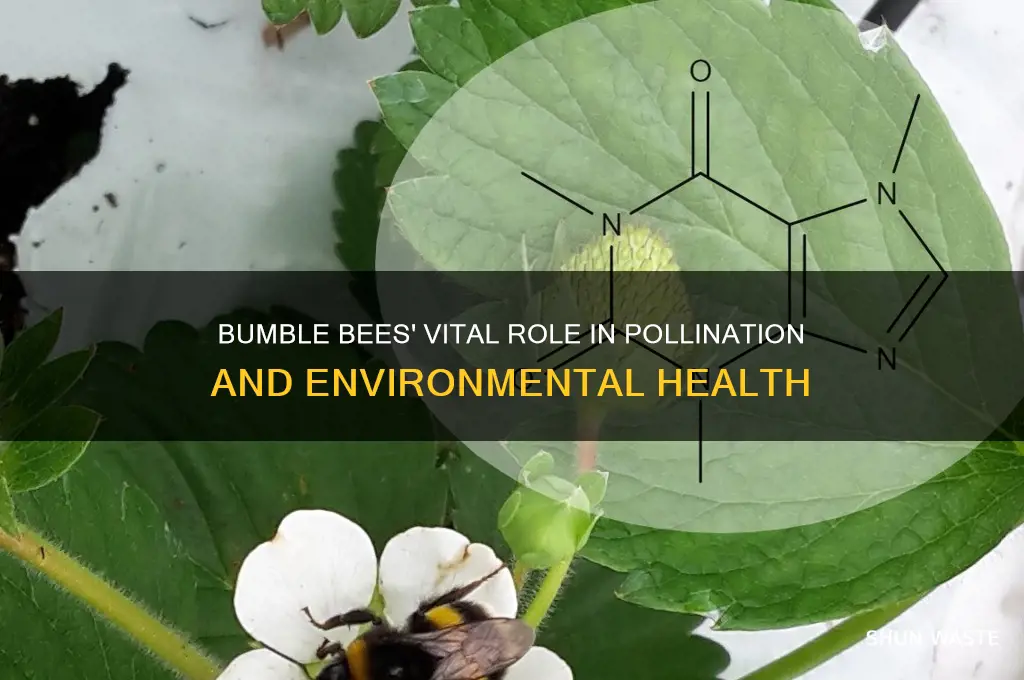 how to bumble bees help the environment