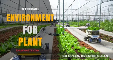 Transform Your Plant's Habitat: Simple Steps to Optimize Growth Environment