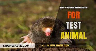 Transforming Test Animal Habitats: Essential Steps for Optimal Environmental Change