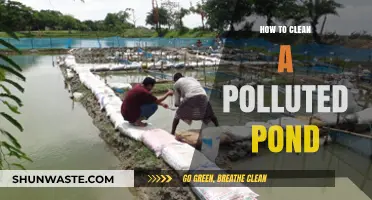 Reviving a Polluted Pond: A Step-by-Step Guide