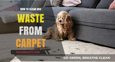 Effective Tips for Removing Dog Waste Stains from Your Carpet