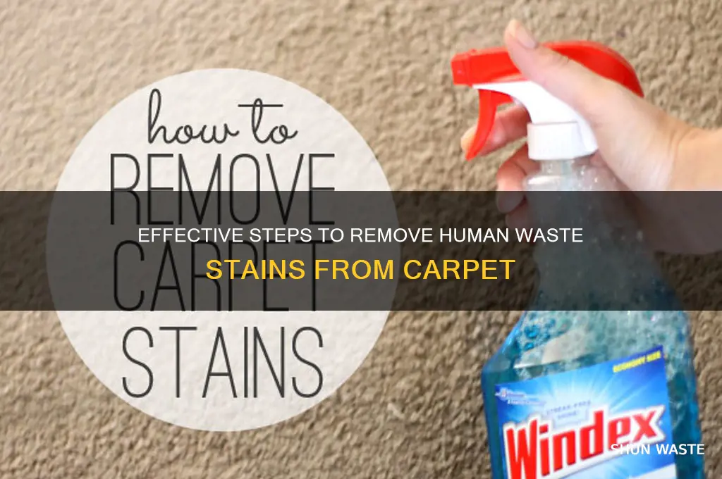 how to clean human waste from carpet