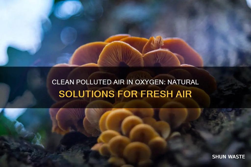 how to clean polluted air oxygen not included