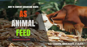 Transforming Sugarcane Waste into Nutritious Animal Feed: A Sustainable Solution