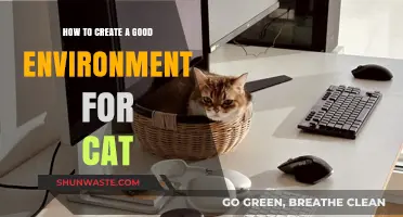 Crafting the Perfect Cat Haven: Tips for a Happy Feline Environment