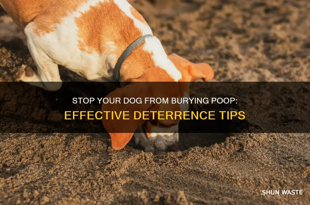 how to deter dog from burying their waste