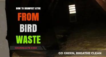 Effective Attic Disinfection: Removing Bird Waste Safely and Thoroughly