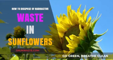 Sunflowers as Eco-Friendly Solution for Radioactive Waste Disposal