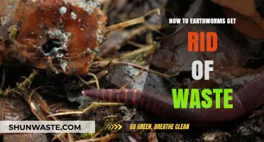 Earthworm Waste Management: How These Creatures Dispose of Byproducts