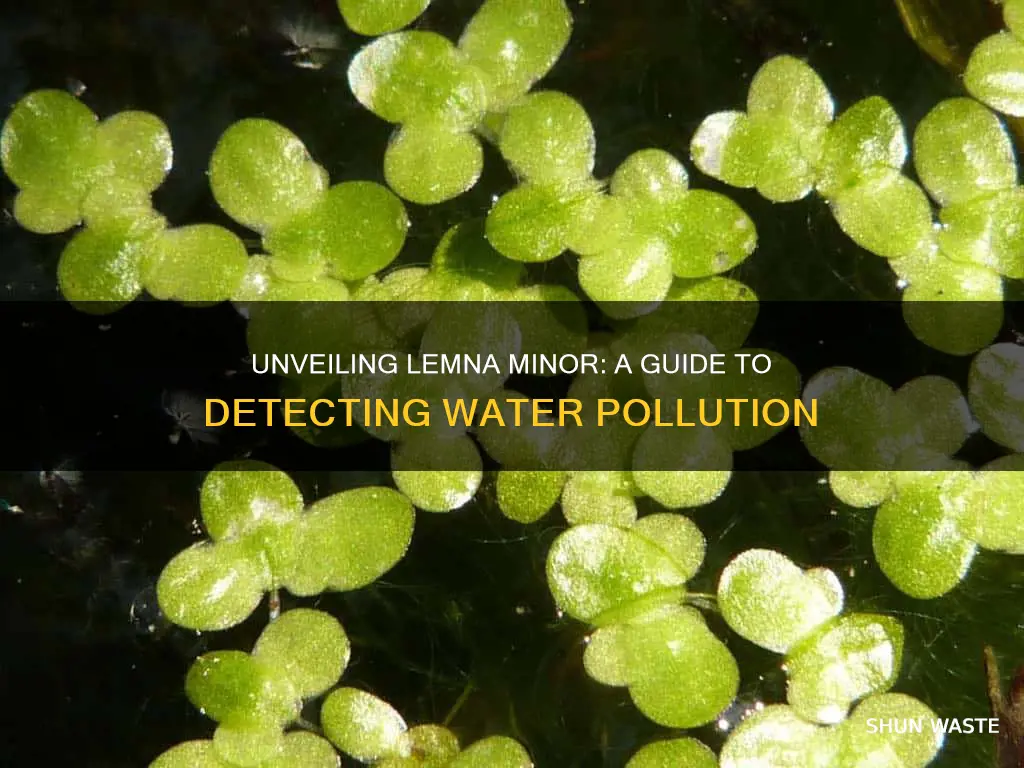 how to establish the lemna minor due to water pollution