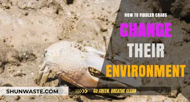 How Fiddler Crabs Transform Their Coastal Habitats: A Survival Guide