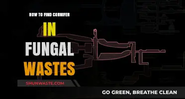 Locate Cornifer in Fungal Wastes: A Step-by-Step Guide
