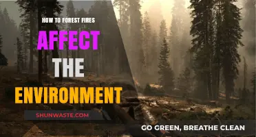 Forest Fires' Devastating Impact on Ecosystems and Climate Change