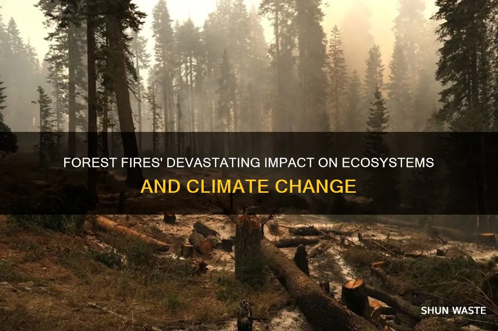 how to forest fires affect the environment