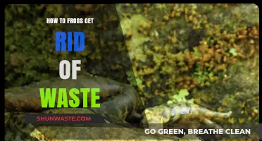 Frog Waste Disposal: Understanding Their Unique Elimination Process