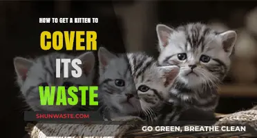 Training Your Kitten to Cover Waste: Simple Tips for Clean Litter Habits