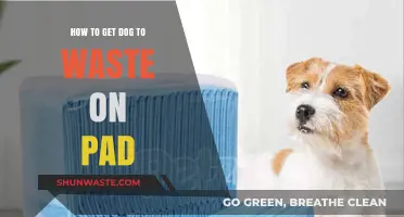 Effective Tips for Training Your Dog to Use Pee Pads