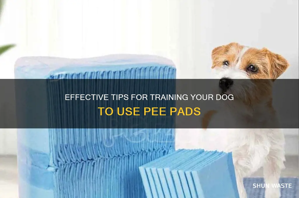 how to get dog to waste on pad