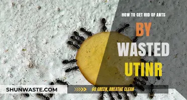 Effective Ways to Eliminate Ants Using Wasted Utensils at Home