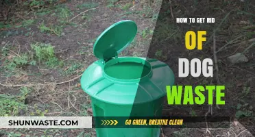 Effective Ways to Dispose of Dog Waste Responsibly and Easily
