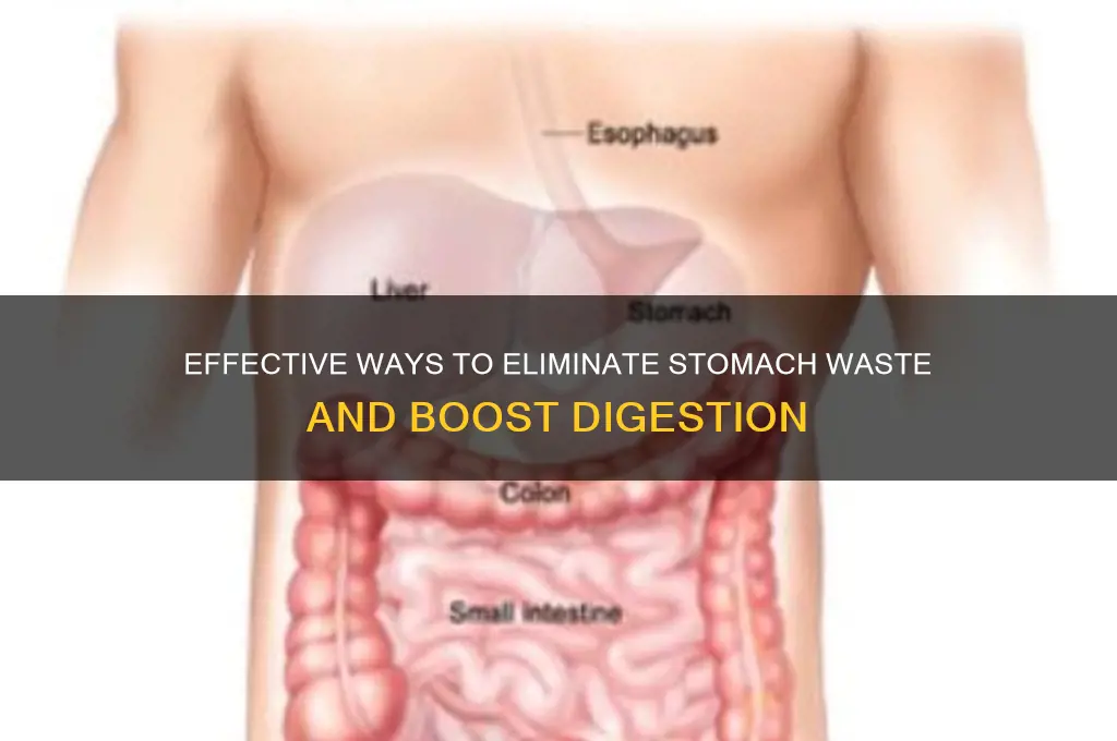 how to get rid of excess waste in your stomach