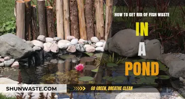 Effective Ways to Remove Fish Waste and Keep Your Pond Clean