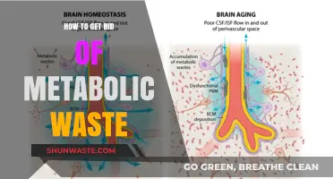 Effective Strategies to Eliminate Metabolic Waste and Boost Health