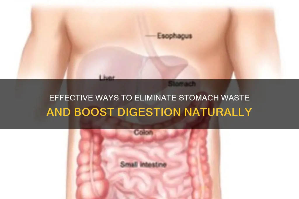 how to get rid of stomaach waste