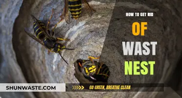 Effective Ways to Eliminate Wasp Nests Safely and Permanently