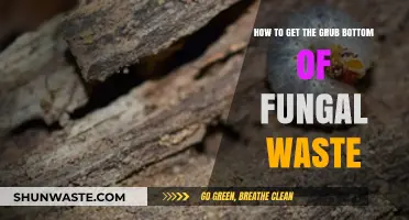 Effective Techniques to Extract Grub Bottom from Fungal Waste
