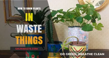 Creative Upcycling: Growing Plants in Everyday Waste Materials
