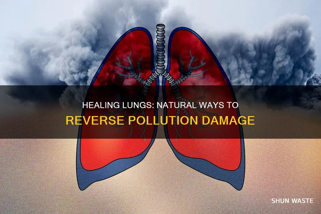 how to heal the lungs from pollution