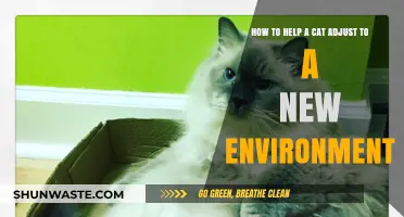 Easing Your Cat’s Transition: Tips for a Smooth New Environment Adjustment