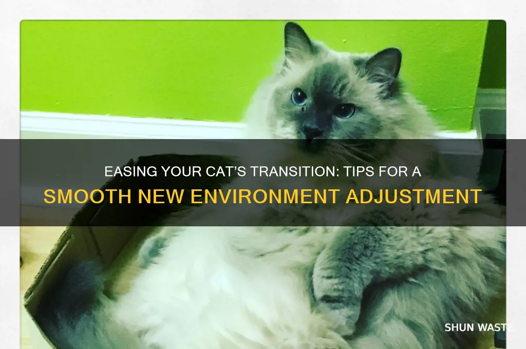 how to help a cat adjust to a new environment