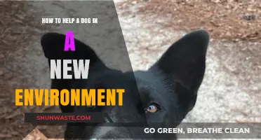 Easing Your Dog’s Transition: Tips for a New Environment