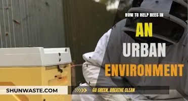 Urban Bee Rescue: Simple Ways to Support City Pollinators
