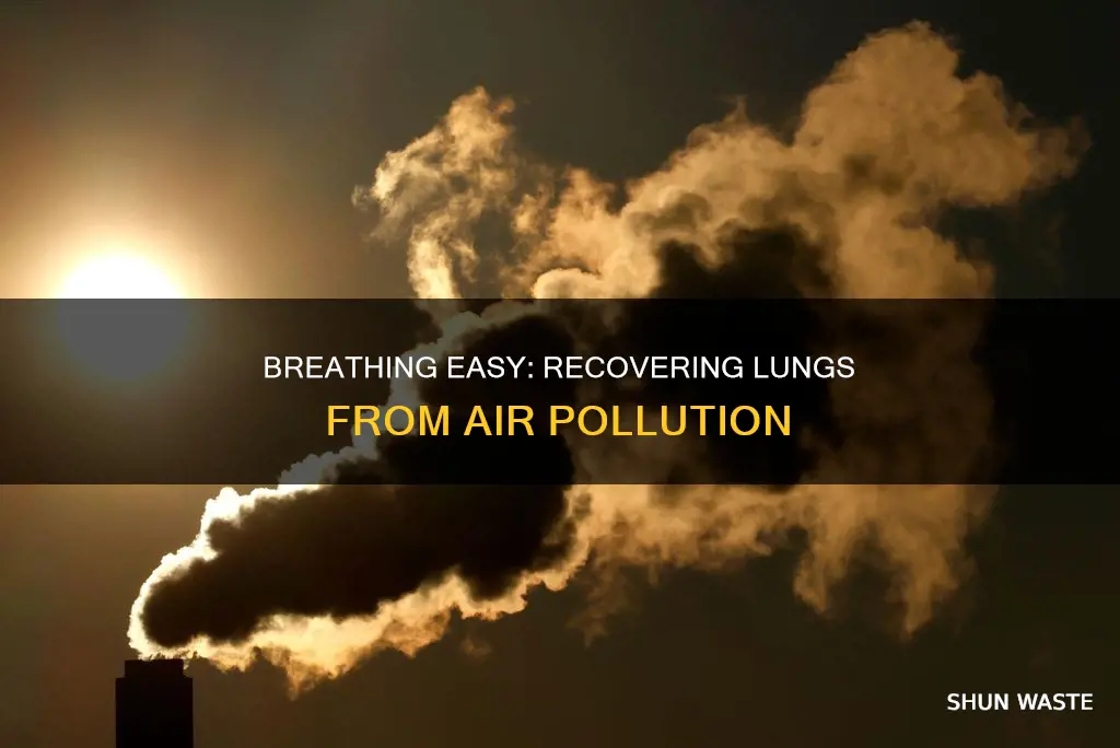 how to help lungs recover from air pollution
