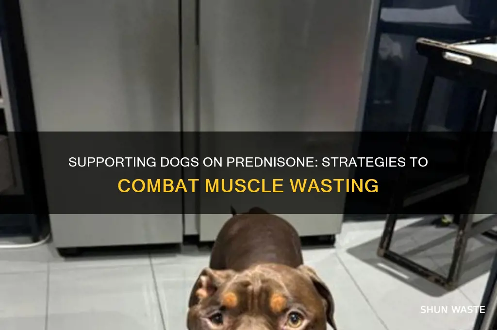 how to help muscle wasting for dogs on prednisone