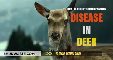 Spotting Chronic Wasting Disease in Deer: Essential Signs and Symptoms