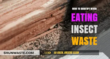 Spotting Wood-Eating Insect Waste: A Guide to Identifying Damage
