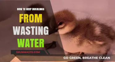 Prevent Water Waste: Smart Tips for Raising Thrifty Ducklings