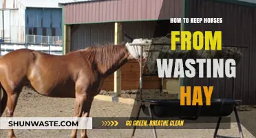 Maximize Hay Efficiency: Proven Tips to Prevent Horses from Wasting Hay