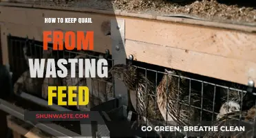 Maximize Quail Feed Efficiency: Proven Tips to Reduce Waste