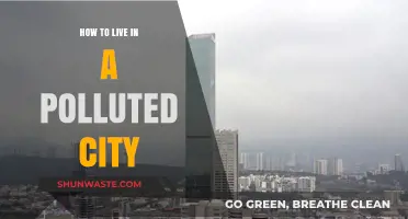 Surviving City Pollution: Tips for Healthy Living