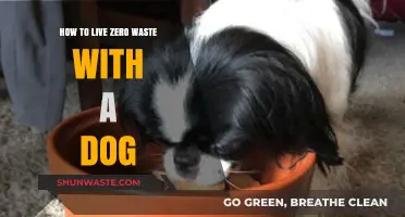 Eco-Friendly Pet Parenting: Zero Waste Tips for Dog Owners