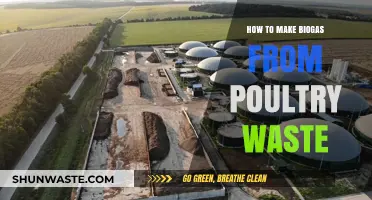 Sustainable Energy: Converting Poultry Waste into Biogas Efficiently