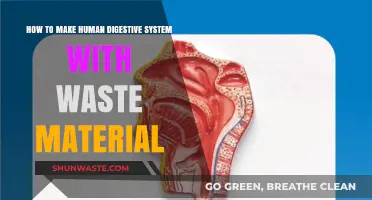 Crafting a Digestive System Model Using Recycled Waste Materials